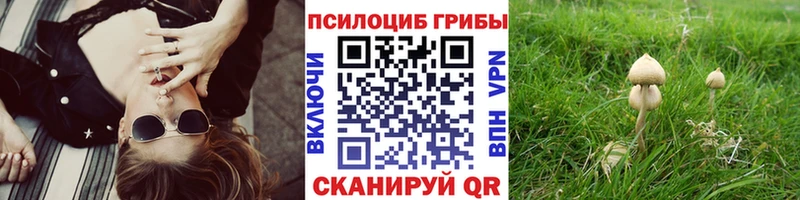 Галлюциногенные грибы Psilocybine cubensis  где найти   Карабулак 